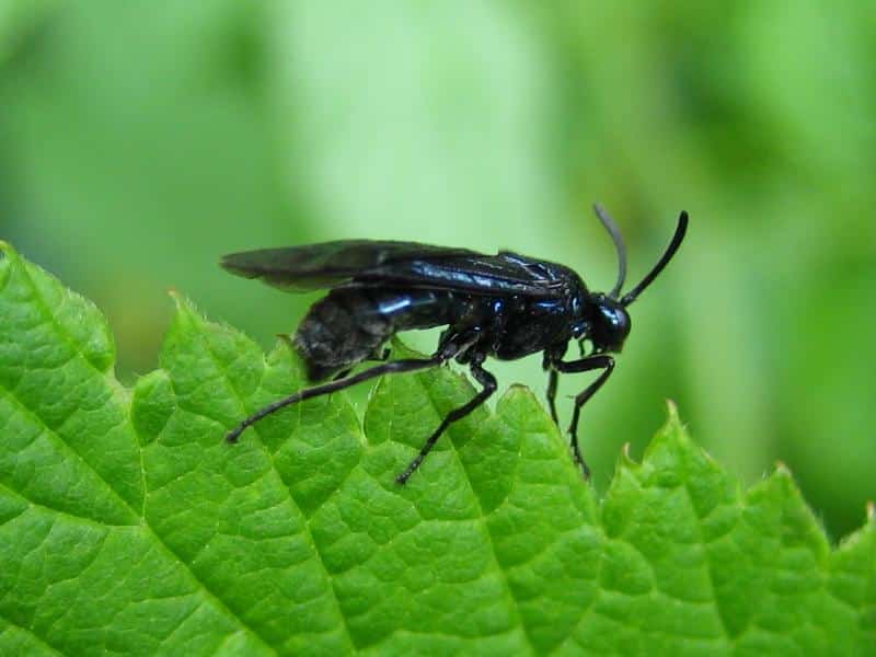 Guepe noire, le cauchemar des araignées ?