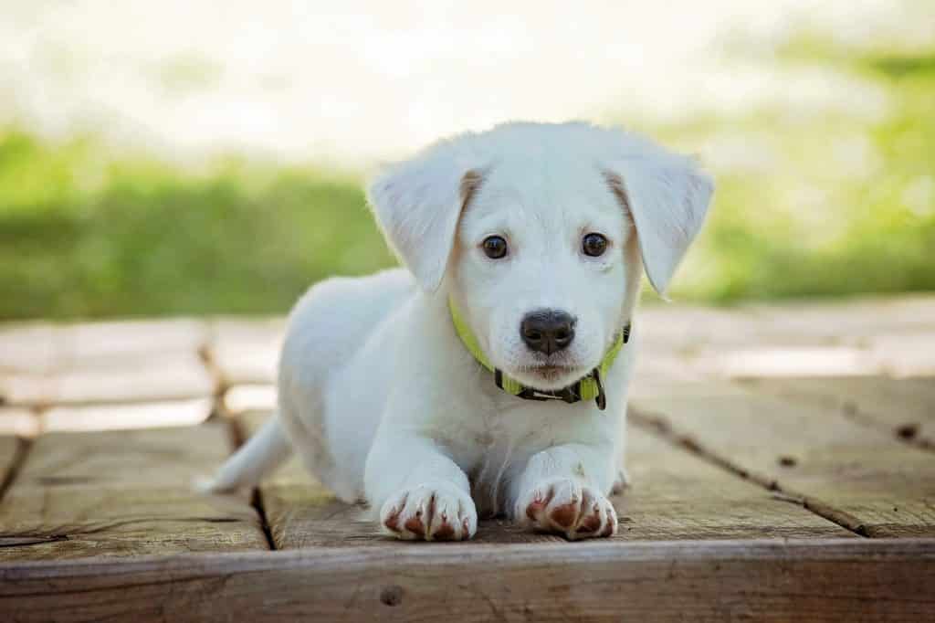 Pourquoi assurer son chien ?