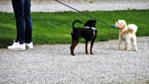 assurance chien