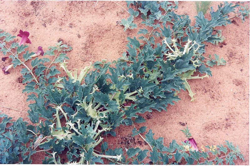 Pourquoi devez-vous choisir de l’Harpagophytum bio et concentré ?