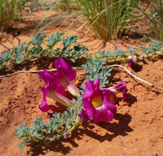 Harpagophytum