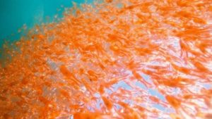 Huile de krill